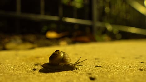 a snail moves through the dark night