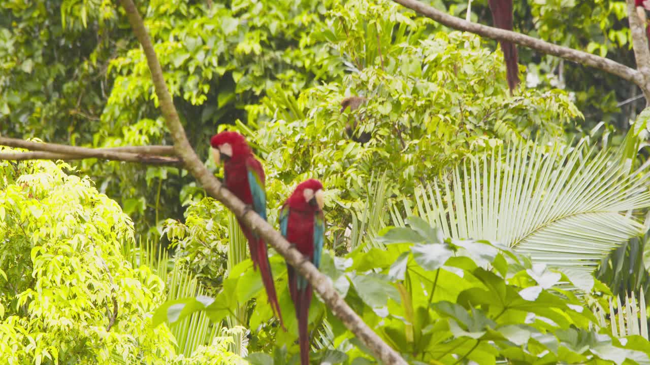 Pairs of Green winged Macaw sitting on a Rain forest tree with other pairs sitting around on a bright sunny morning