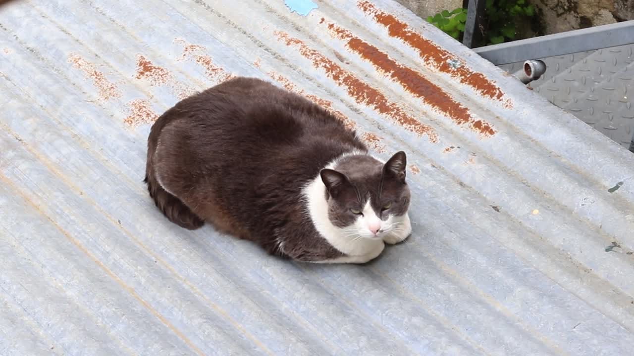 Cat resting on a rooftop in Lisbon, Portugal.