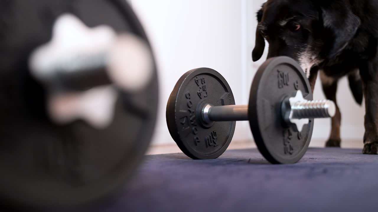 A senior black Labrador dog sniffs at a dumbbell laid out for a home workout. A humorous look at a pet's interaction with strength training equipment