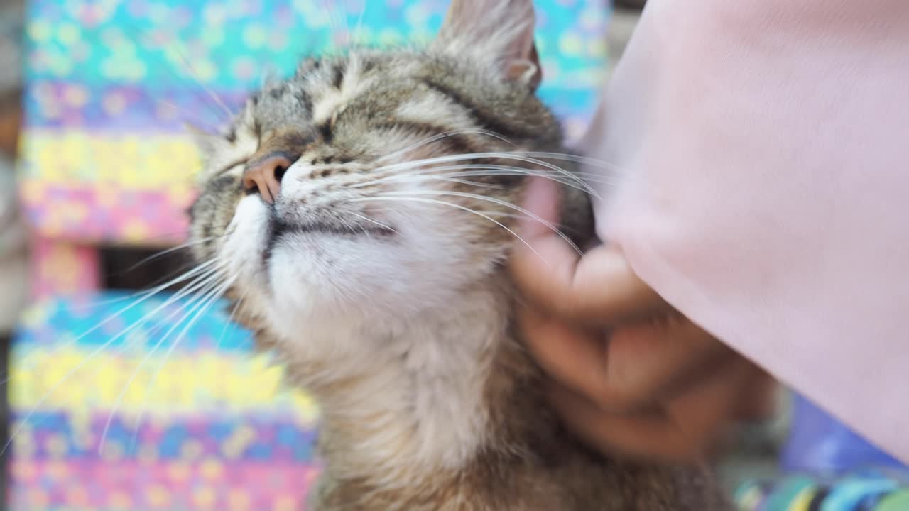 Wanita mengelus kucing belang