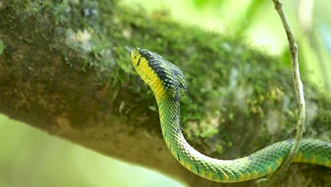 Víbora-Verde-De-Sri-Lanka-Craspedocephalus-Trigonocephalus-Víbora-Verde-De-Ceilán-Serpiente-Mascota-Endémica