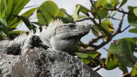 伊瓜納 (iguana) 27個國家