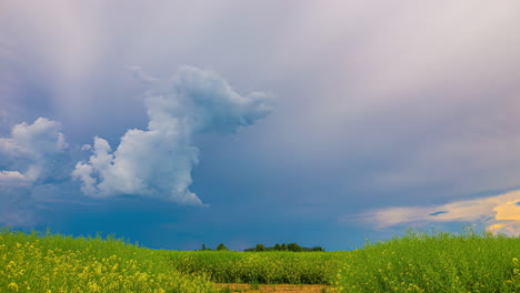 dramatic stormy sky over a yellow flower field