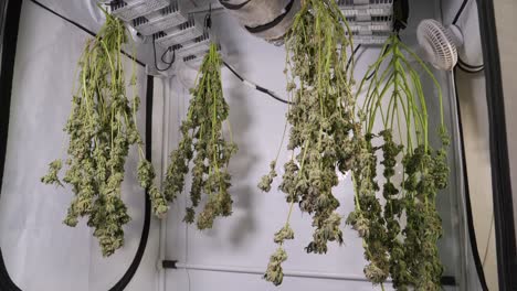 Dolly-shot-of-drying-cannabis-plants-in-a-grow-tent