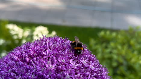 close up of yellow black striped bumblebee gathering pollen of purple allium flower in garden