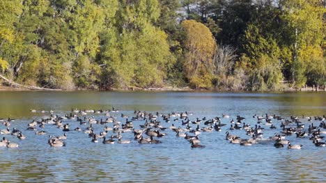 Raft-Of-Ducks-Floating-And-Flapping-Their-Wings-In-The-Waters-Of-Waughop-Lake,-Pierce-County,-Washington---wide-shot