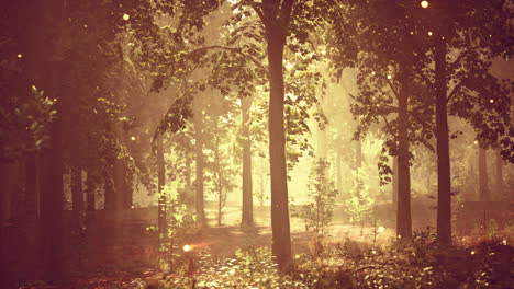 enchanted forest with golden sunlight