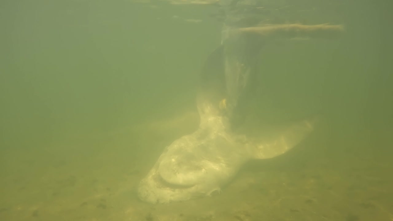 Stor haj-kadaver i Indian River Lagoon, Florida