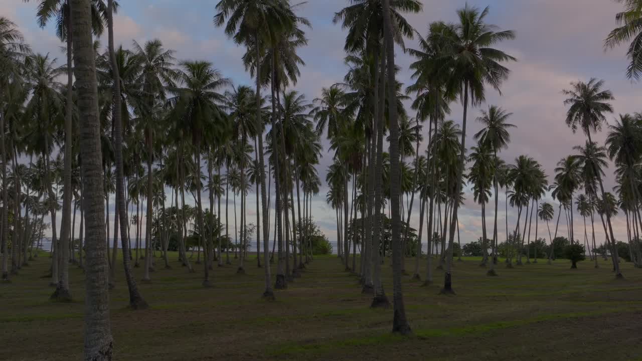MonoiPlantation farmland line row of coconut palm trees Papara Tavera Tahiti Island French Polynesia aerial drone Papeete Tautira Taiarapu Monoi evening afternoon dusk sunset clouds backwards motion