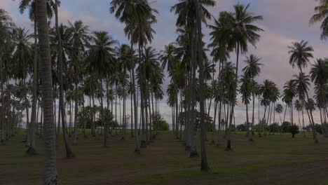 monoiplantation farmland line row of coconut palm trees papara tavera tahiti island french polynesia aerial drone papeete tautira taiarapu monoi evening afternoon dusk sunset clouds backwards motion