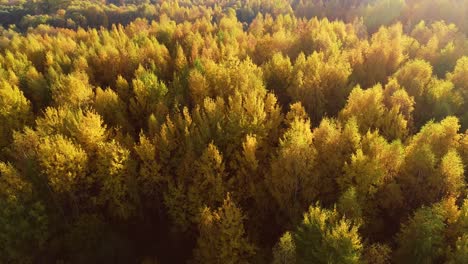 colorful autumn forest wood