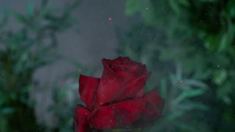 Rose-flower-in-slow-motion,-delicately-embracing-the-flames,-evoking-the-concept-of-transformation-and-resilience