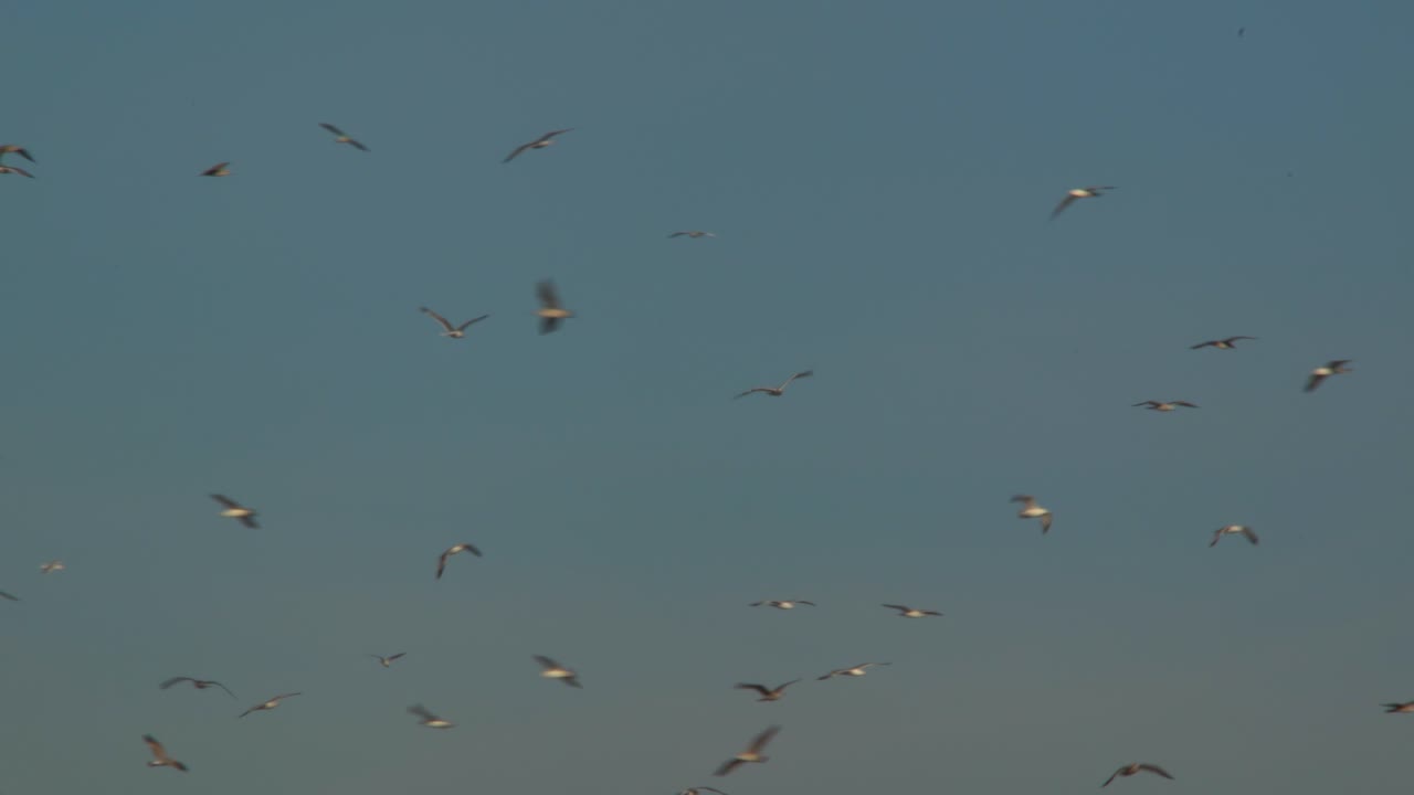 일출 때 푸른 하늘을 날아다니는 갈매기의 배경, 자유 개념