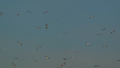 background of gulls flying around on blue sky at sunrise, freedom concept