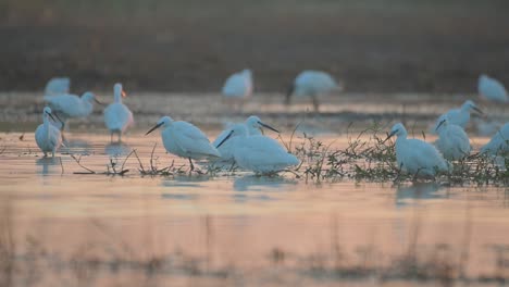 bandada de garzas pescando en una zona húmeda al amanecer del invierno
