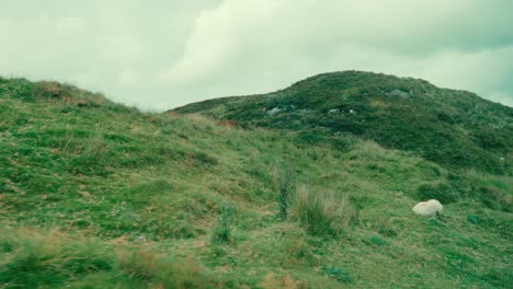 driving by wooly sheep grazing on green grassy hillside on ireland road trip