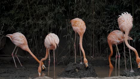 flock of flamingo feeding on the pond in the zoo