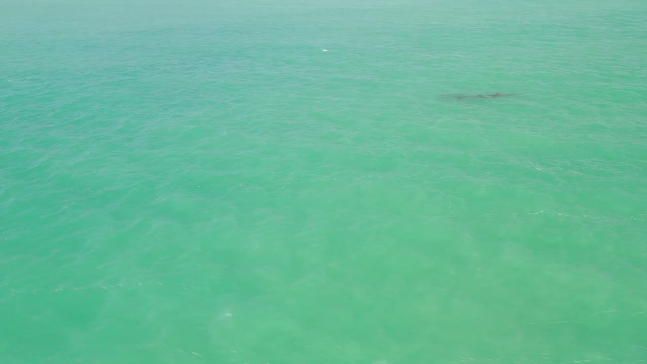 멕시코 만의 청록색 물에서 수영하는 2마리의 돌고래의 드론 공중 촬영
