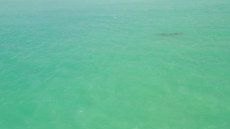 drone aerial shot of 2 dolphins swimming in turquoise water of gulf of mexico