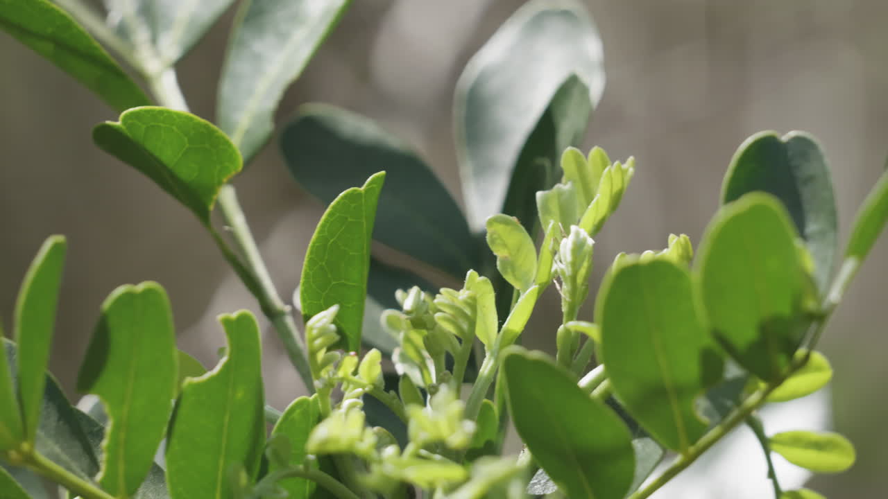 A tiny spider crawls around leaves on a tree branch