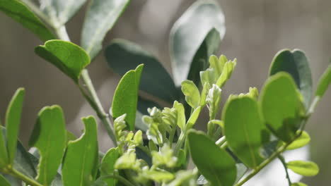 a tiny spider crawls around leaves on a tree branch