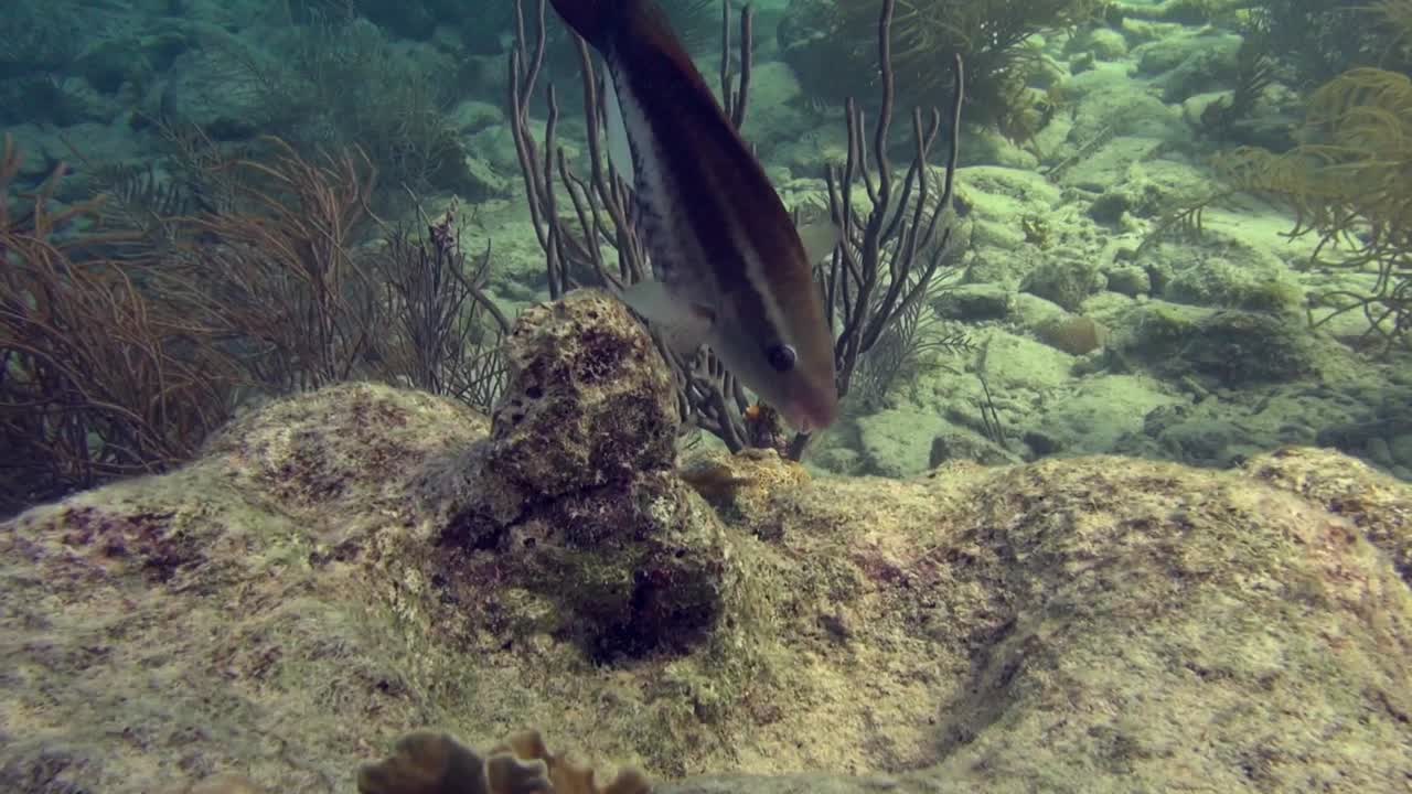 pez loro monocromo comiendo