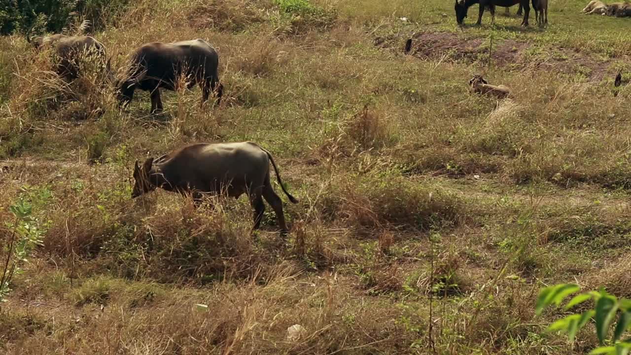 vista panorámica de una manada de búfalos de agua o bubalus bubalis pastando en el campo rural afectado por la sequía de kampot, camboya