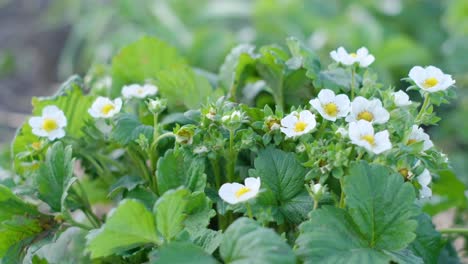 young strawberry plants are covered with white flowers young strawberry plants are covered with white flowers growing strawberries in the spring poor flower of a young strawberry