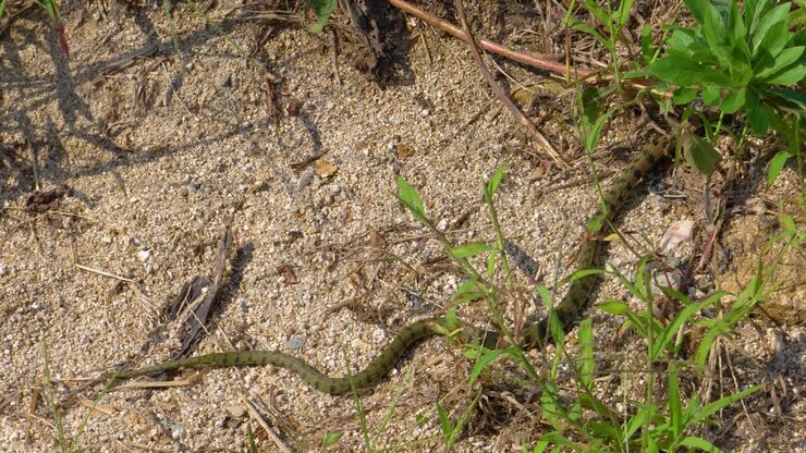 Rhabdophis tigrinus lateralis or Korean Tiger Keelback Snake in wild nature, - following shot Geumsan city, South Korea