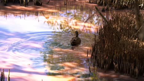 grey teal dabbling duck swimming and paddling on the high salinity pink waterway in the mangrove wetlands with blue-green algae bloom, foraging for invertebrates during dry season