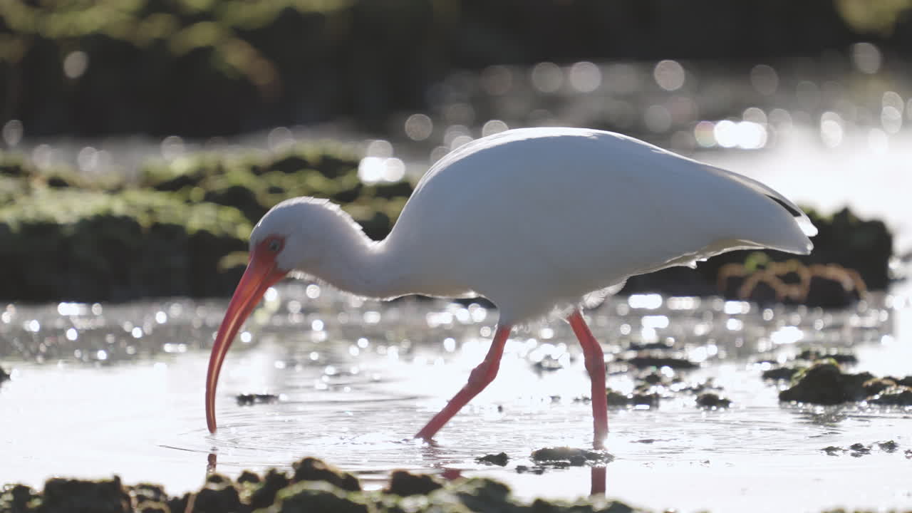 White Ibis Feeding on Water by Rocky Reef