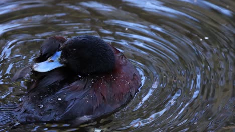 blue-billed duck swimming and preening in water