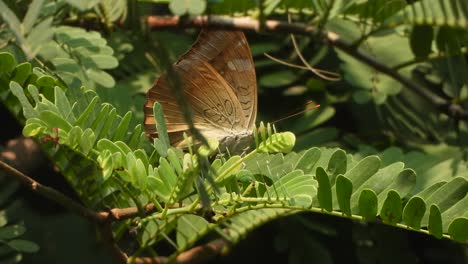 Mariposa-Relajándose-En-Las-Hojas---Buscando-Comida