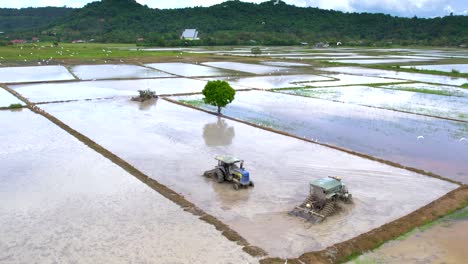 rice fields of kampung mawar in langkawi, malaysia