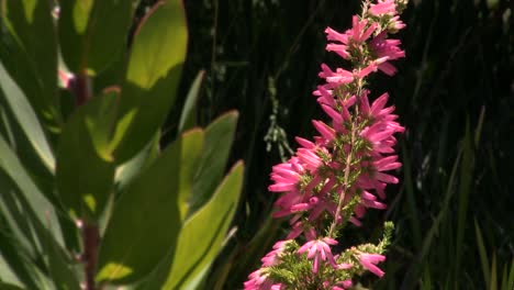 erica está creciendo en el jardín botánico.