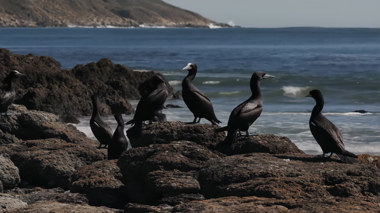 Cormorants on the rocks by the sea