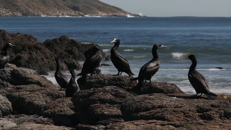 cormorants on the rocks by the sea