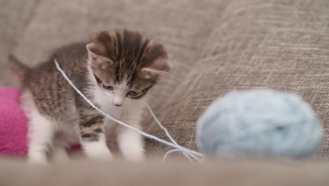 kittens playing with a ball of wool on a couch