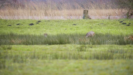 Pair-of-roe-deer-grazing-on-river-shore,-one-hiding-in-long-grass