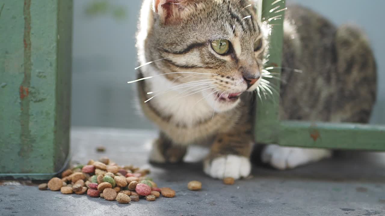 Hungriges Kätzchen frisst Tierfutter im Freien