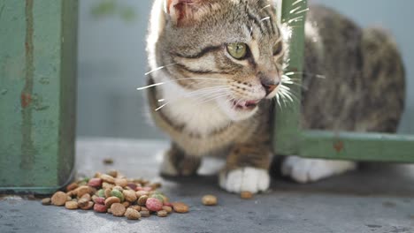 hungry kitten eating pet food outdoors