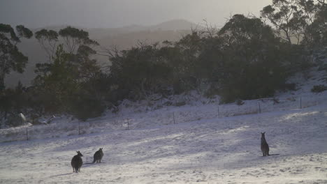 australia snowy kangroo blizzard lake jindy mountains roos beautiful animal stunning 3 by taylor brant film