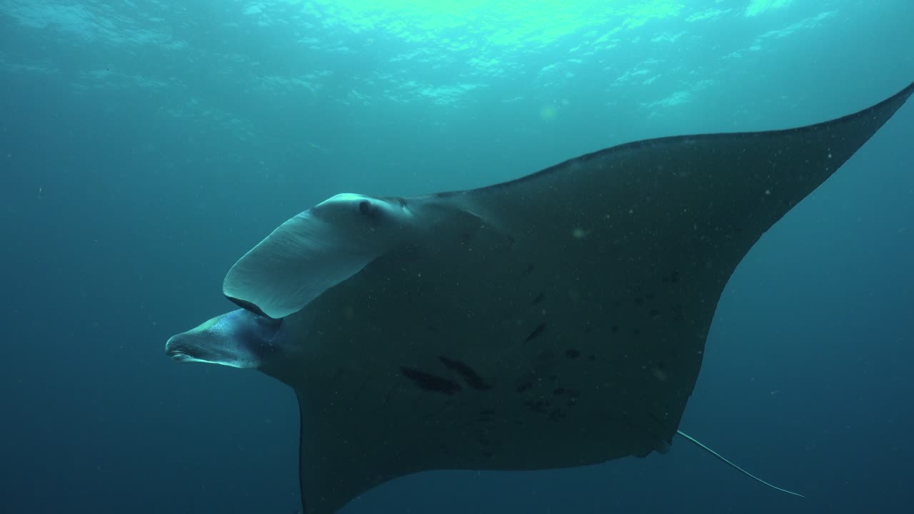 Manta raya nadando en el océano azul de Raja Ampat