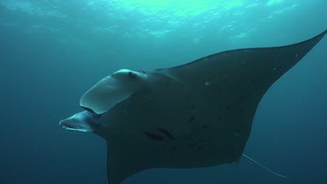 manta ray swimming in the blue ocean in raja ampat