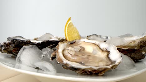 oysters on ice with lemon closeup. fresh oyster on half shell on big plate in restaurant. served table.