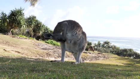 animal behavior of a juvenile kangaroo grooming itself on a coastal headland