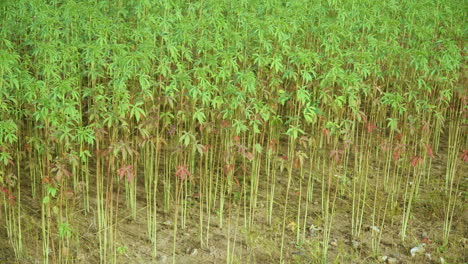 el bosque de árboles de bambú en el complejo ecológico ambiental de saemangeum en corea del sur