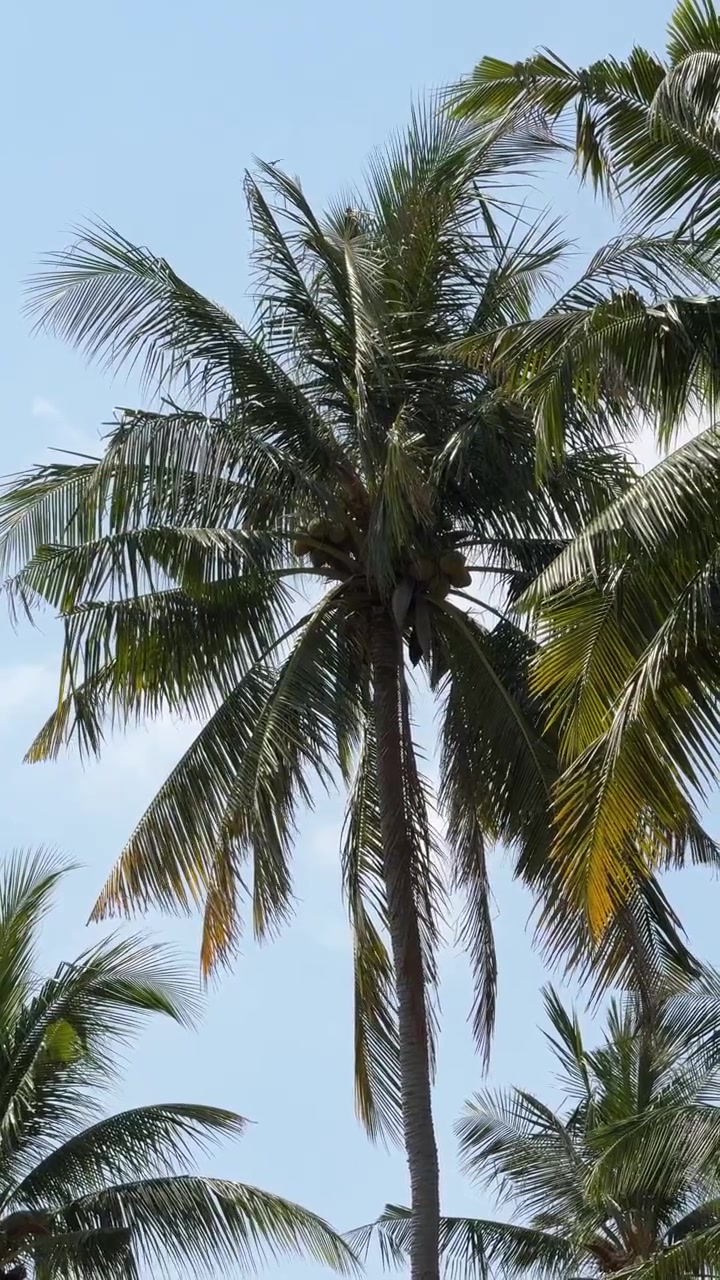 Palma da cocco che ondeggia nella brezza tropicale