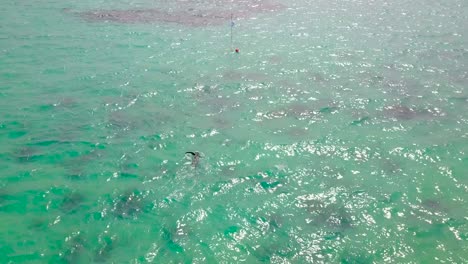 Eine-Wunderschöne-Aufsteigende-Antenne-über-Einem-Taucher,-Der-Im-Offenen-Ozean-Zu-Einer-Boje-Schwimmt